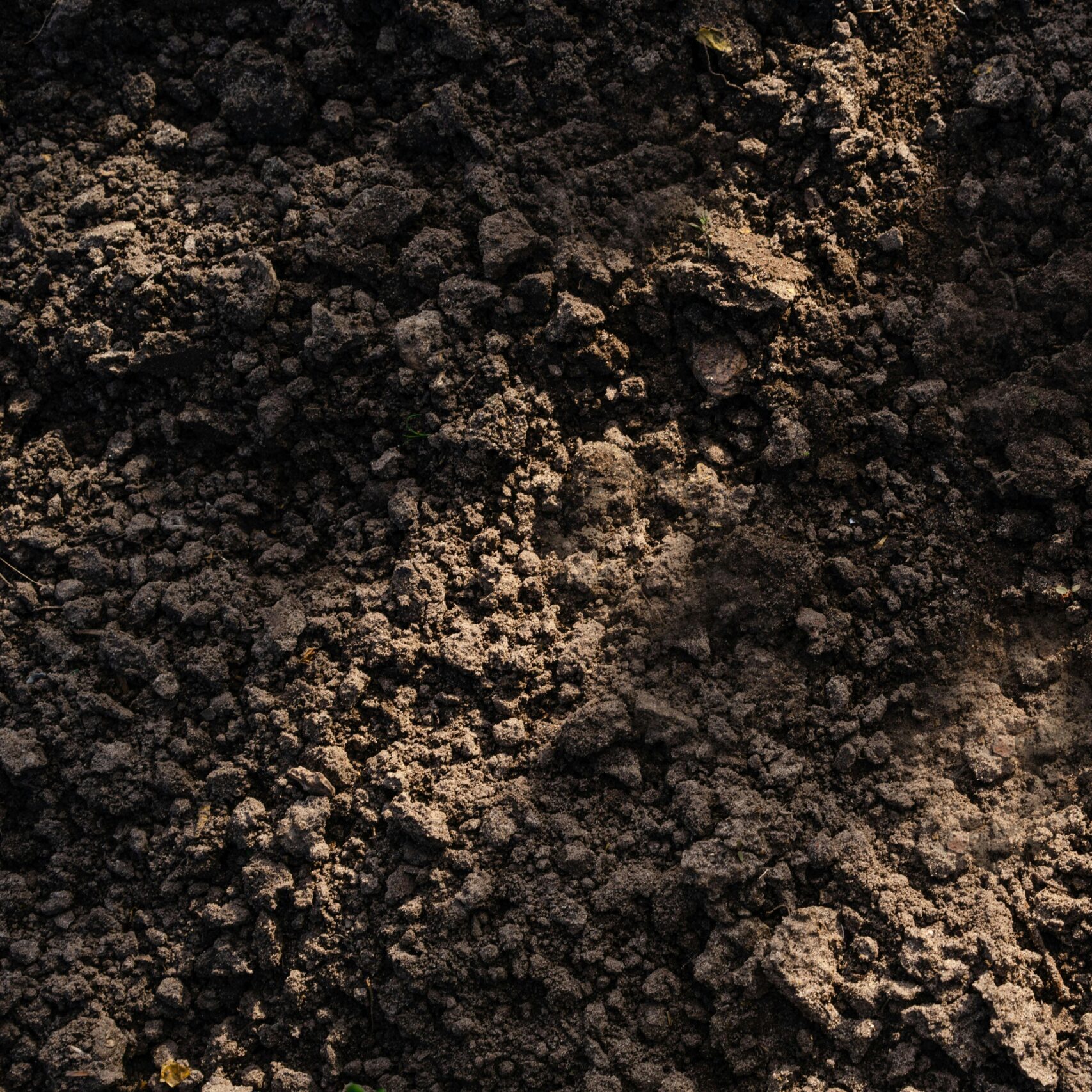 A close-up view of rich dark soil, with a textured surface displaying clumps and small plant shoots emerging.