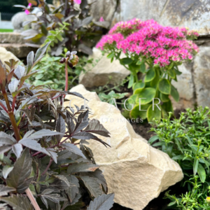 A close-up view of a garden featuring dark-leaved plants, pink clustered flowers, and natural stones.