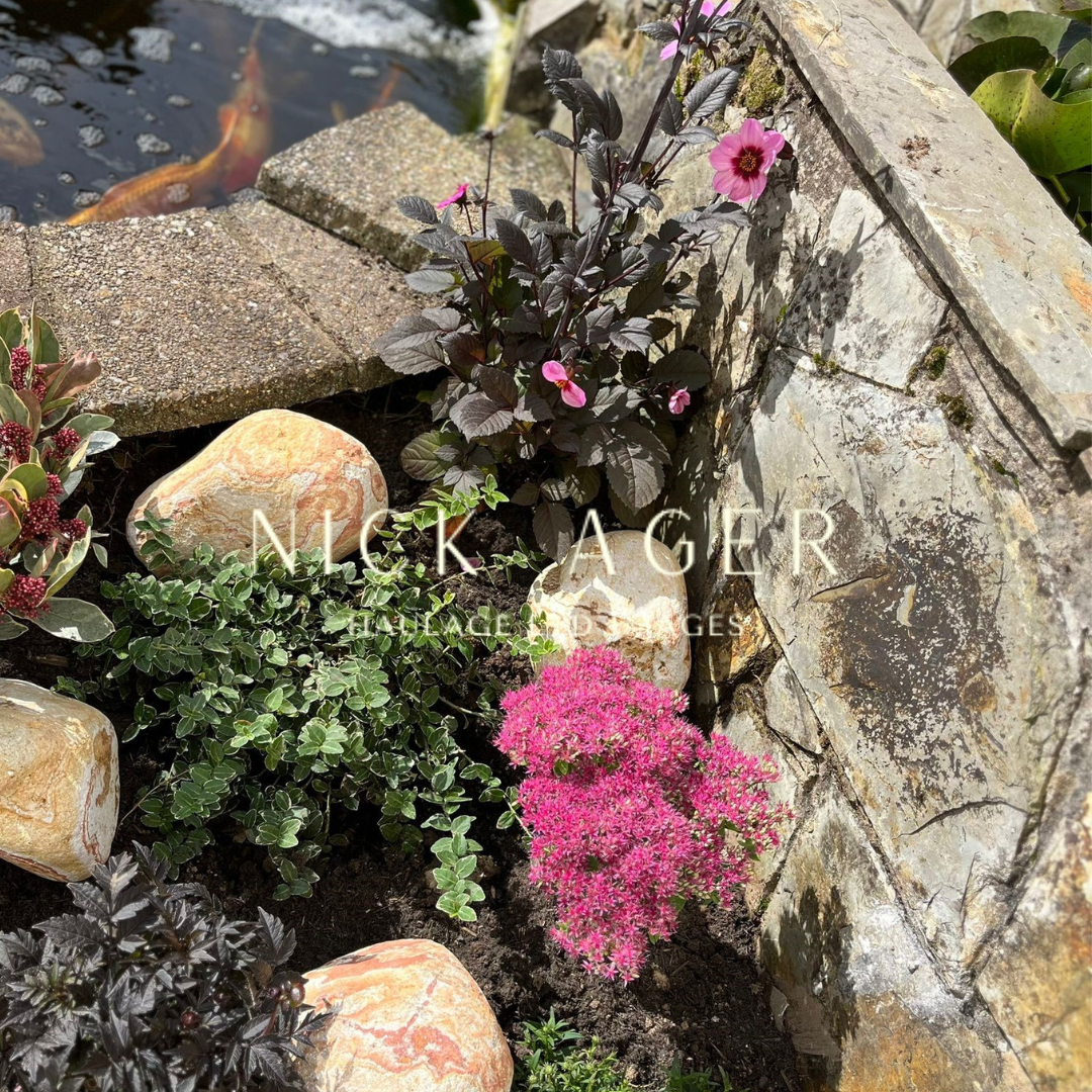 A corner of a garden featuring a small pond, various plants including pink flowers, green ivy, and decorative stones near a stone wall.