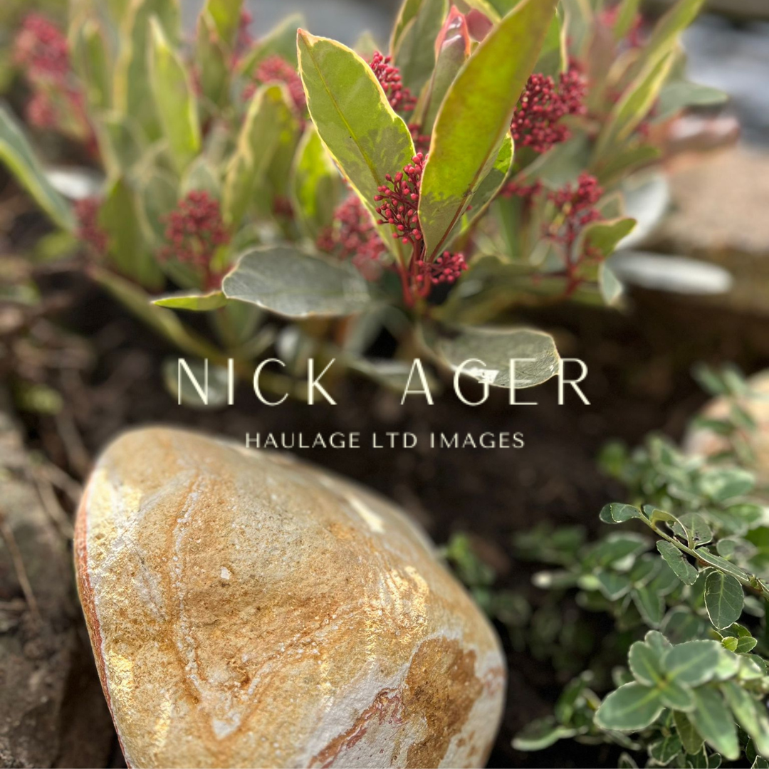A close-up view of a smooth, multi-coloured stone next to lush green plants with red berries in a garden setting.