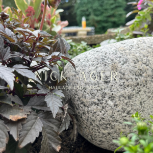 A close-up view of a large decorative stone surrounded by dark purple leaves of a plant, with a blurred garden background showcasing more greenery and hints of colour.