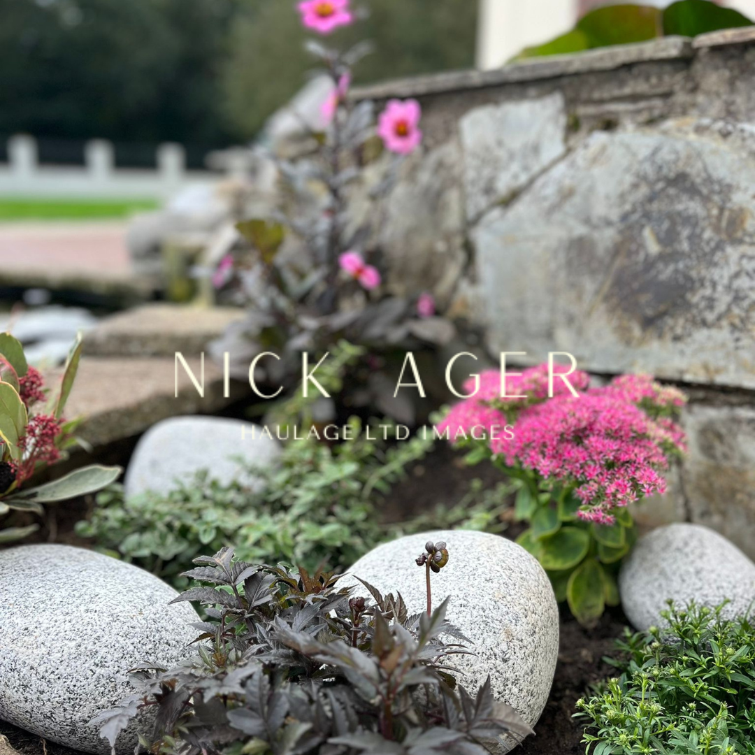 A close-up view of a garden featuring pink flowers, green foliage, and smooth grey stones arranged among the plants.